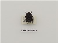 藏品(蘭嶼銅點花金龜)的圖片